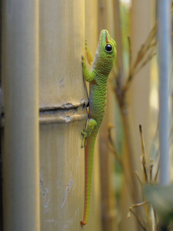 Madagascar day gecko, hatchling