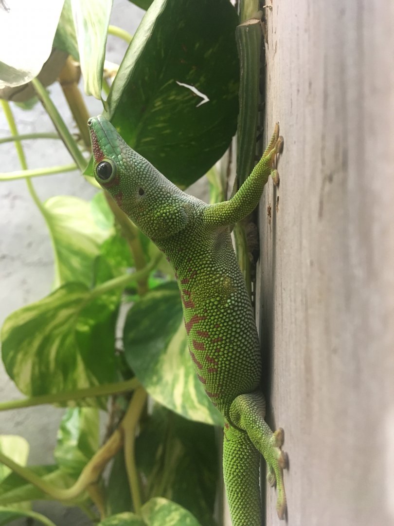 Madagascar day gecko (Phelsuma madagascariensis) at the Reptile Village Conservation Zoo
