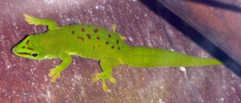 Madagascar Day Gecko (Phelsuma madagascariensis)