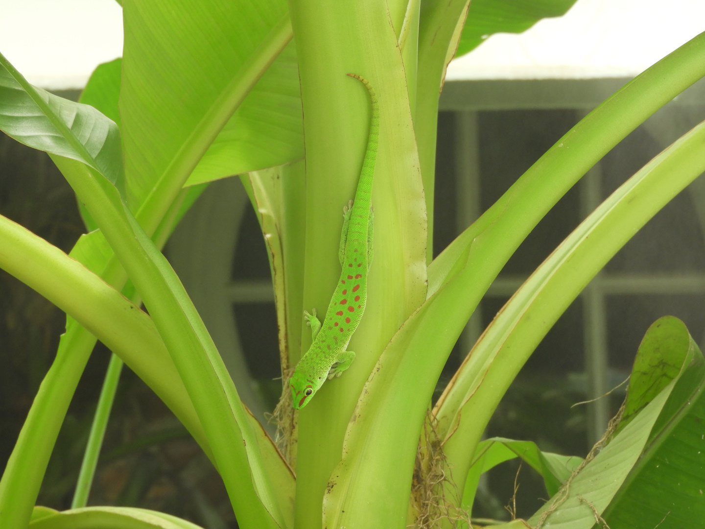 Madagascar Day Gecko (Phelsuma madagascariensis)