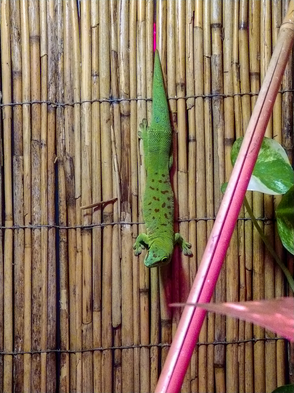 Madagascar day gecko (Phelsuma madagascariensis)