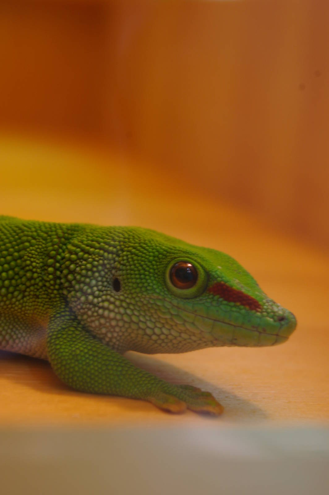 Madagascar day gecko, Wellington Zoo