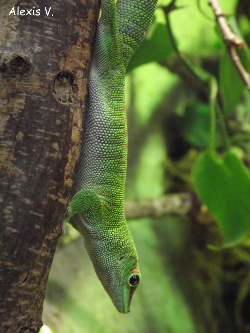Madagascar Day Gecko - Zooparc de Beauval - 04/2014