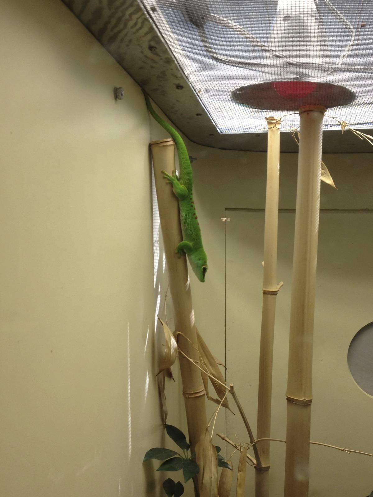 Madagascar Day Gecko