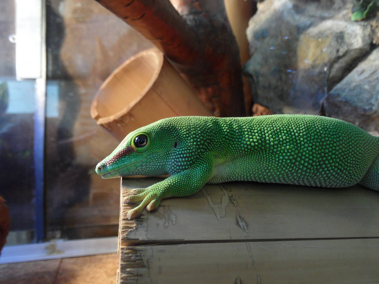 Madagascar day gecko