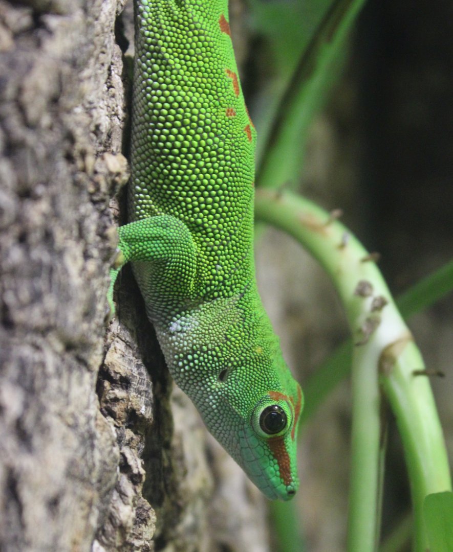 Madagascar day-gecko