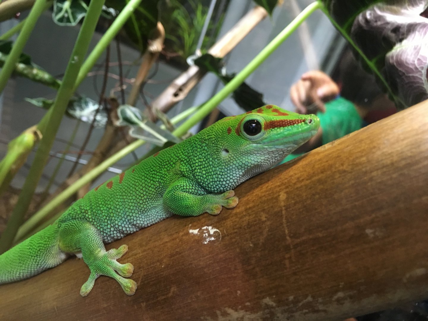 Madagascar day gecko