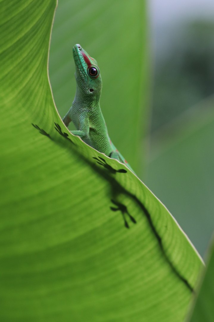 Madagascar day gecko