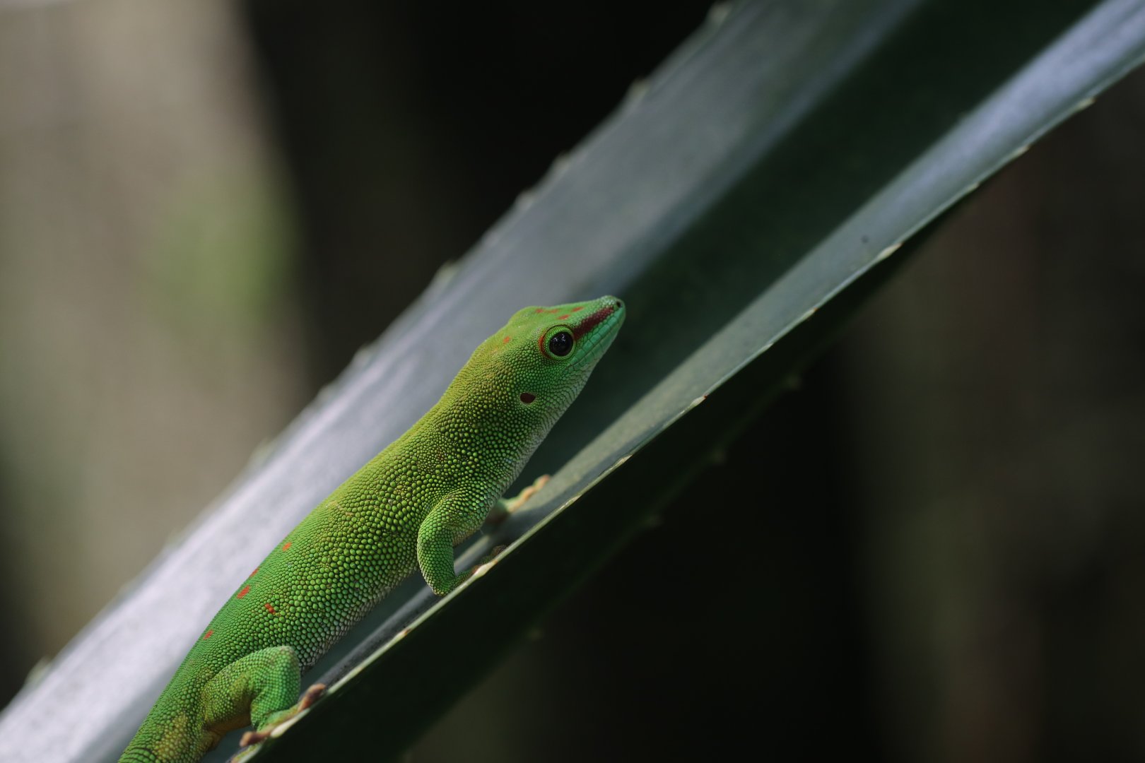 Madagascar day gecko