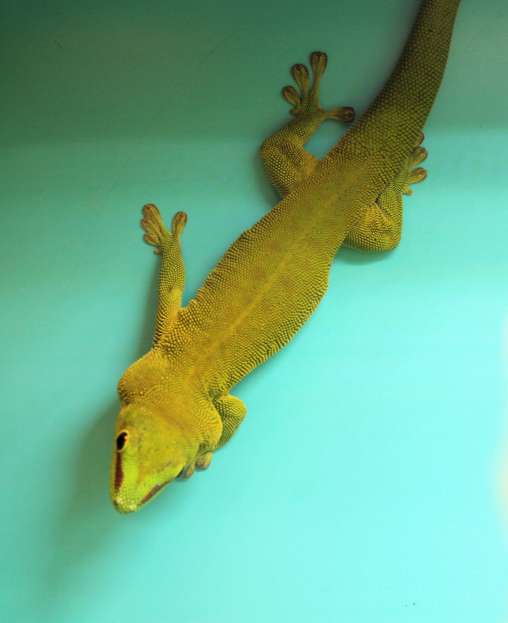 Madagascar Day Gecko
