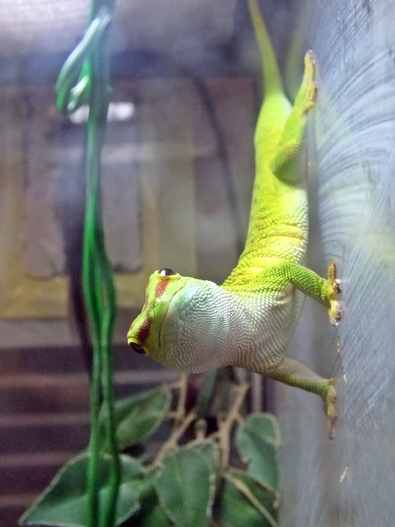 Madagascar day gecko
