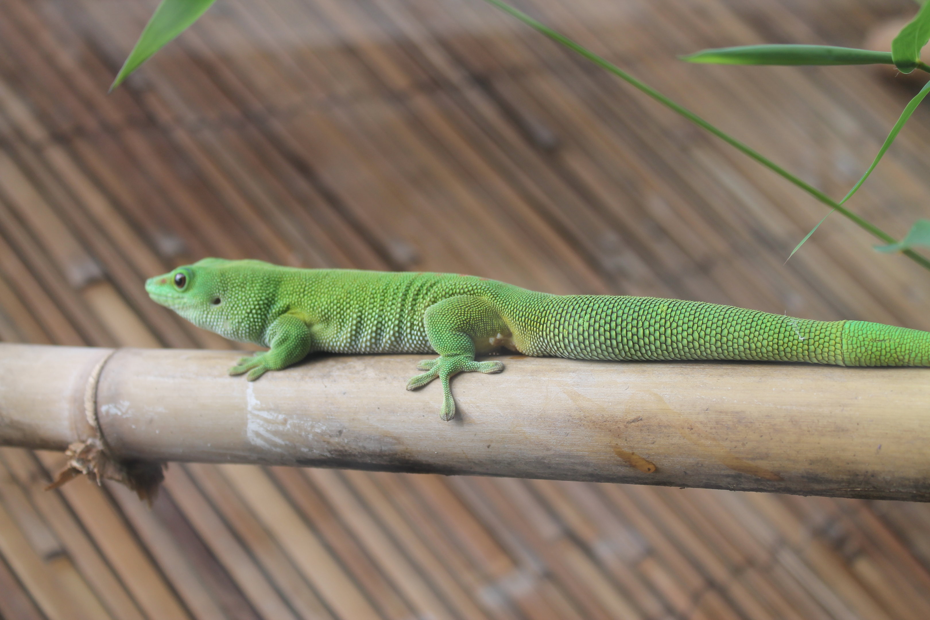 Madagascar Day Gecko