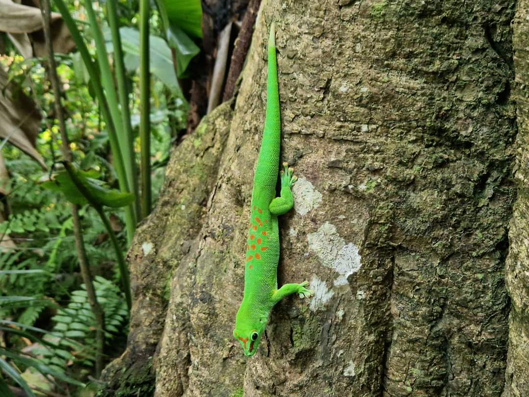 Madagascar day gecko