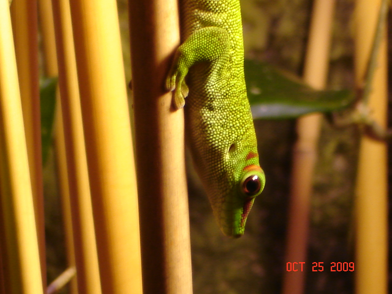 Madagascar day gecko