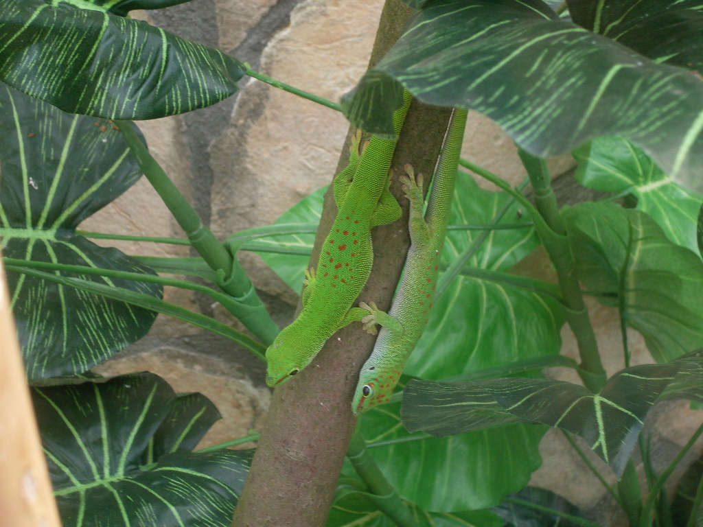 Madagascar day gecko