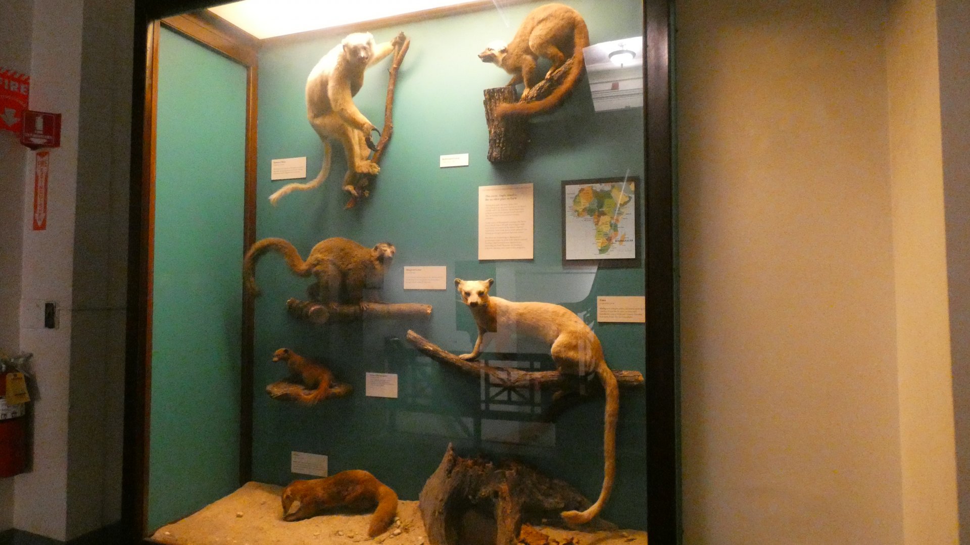 Madagascar Display, Mammals of Africa - Feb. 2022