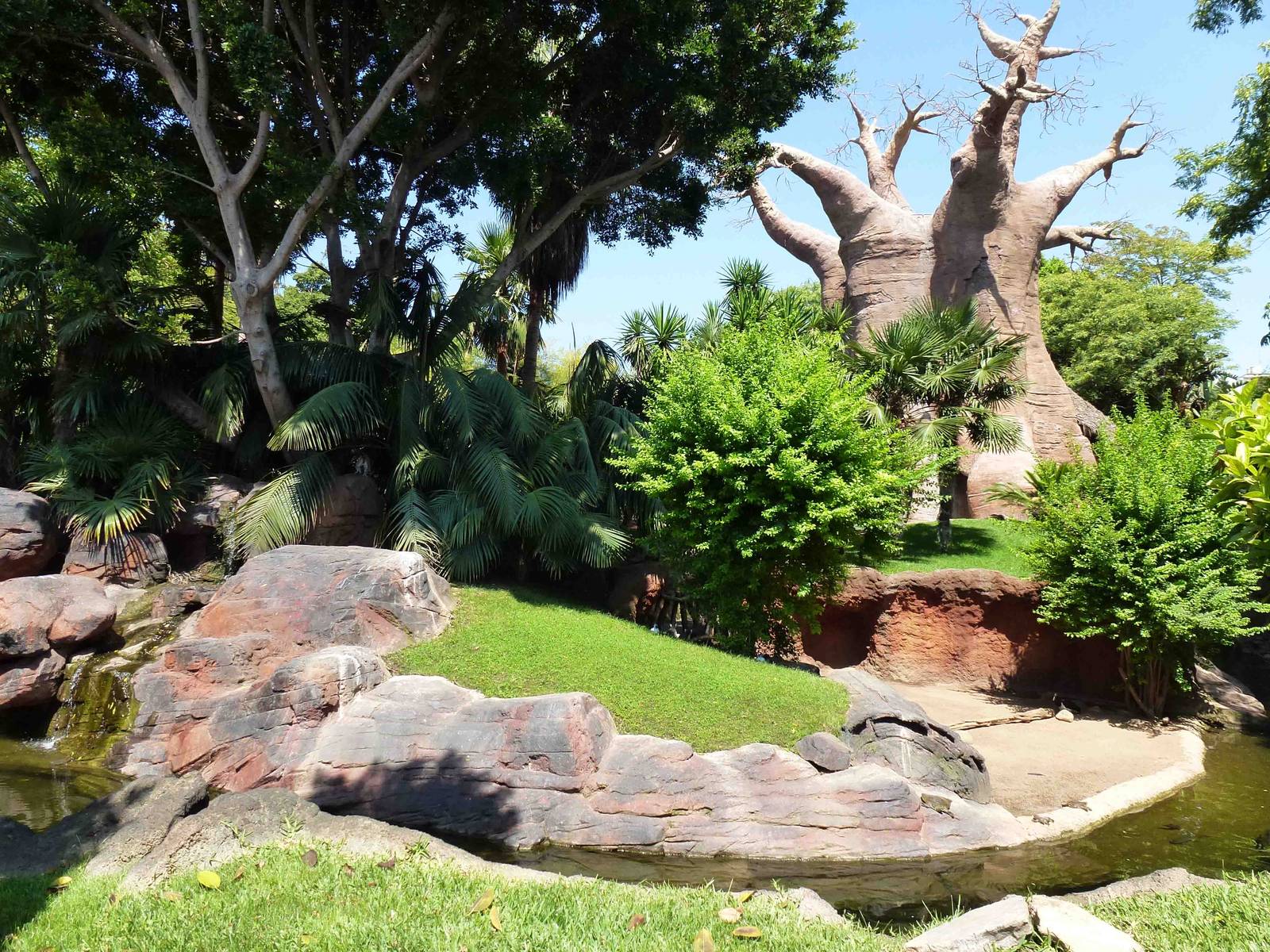 Madagascar exhibit, July 2013.