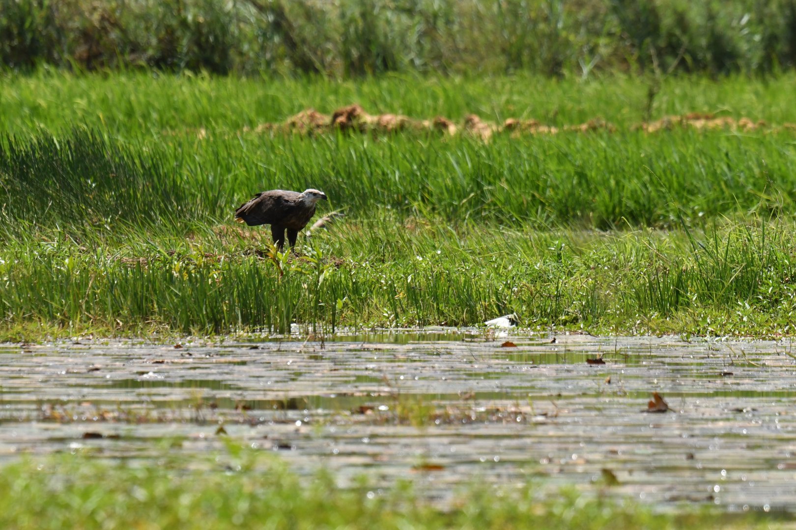 Madagascar Fish-Eagle (Haliaeetus vociferoides)