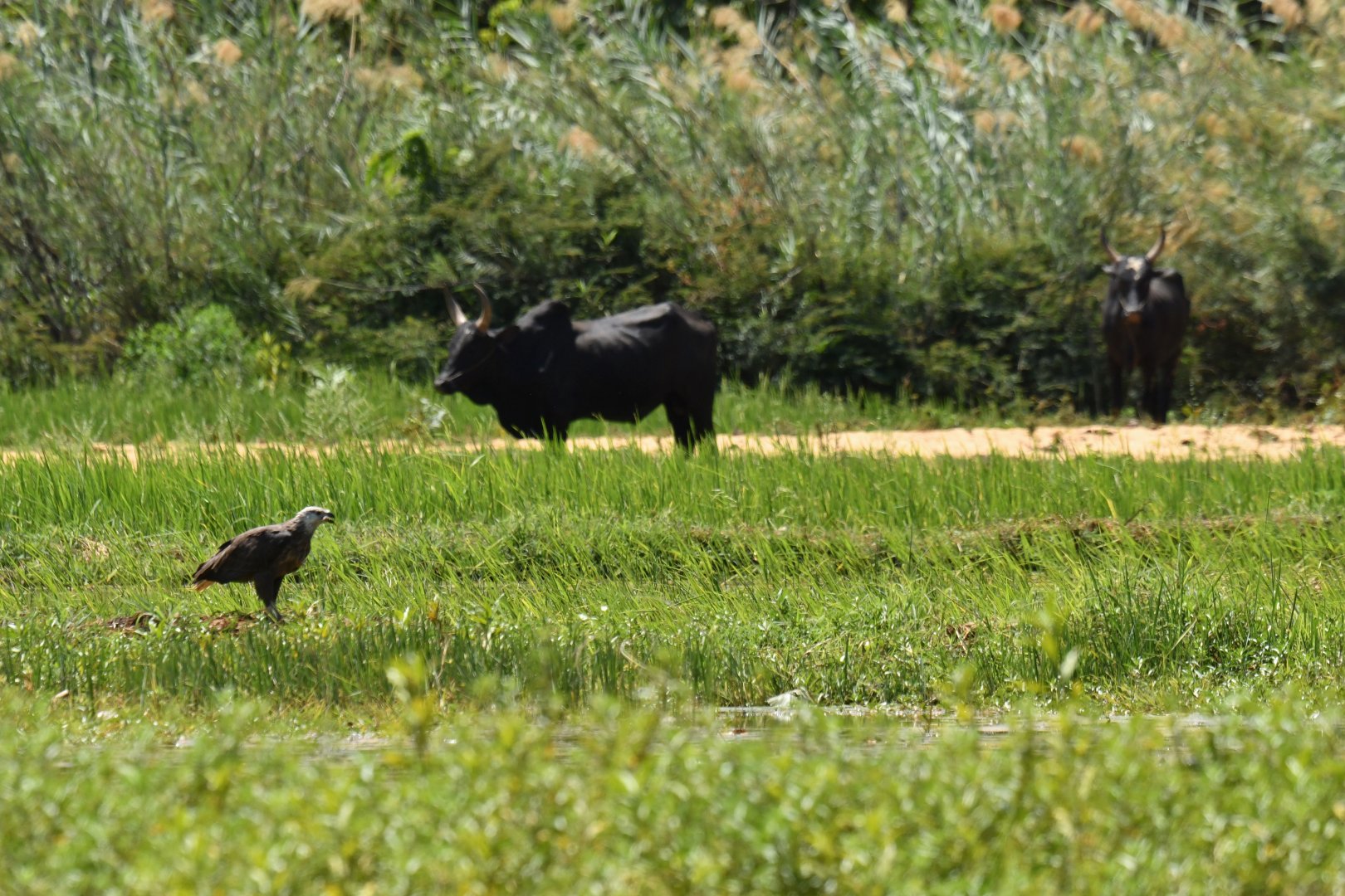 Madagascar Fish-Eagle (Haliaeetus vociferoides)