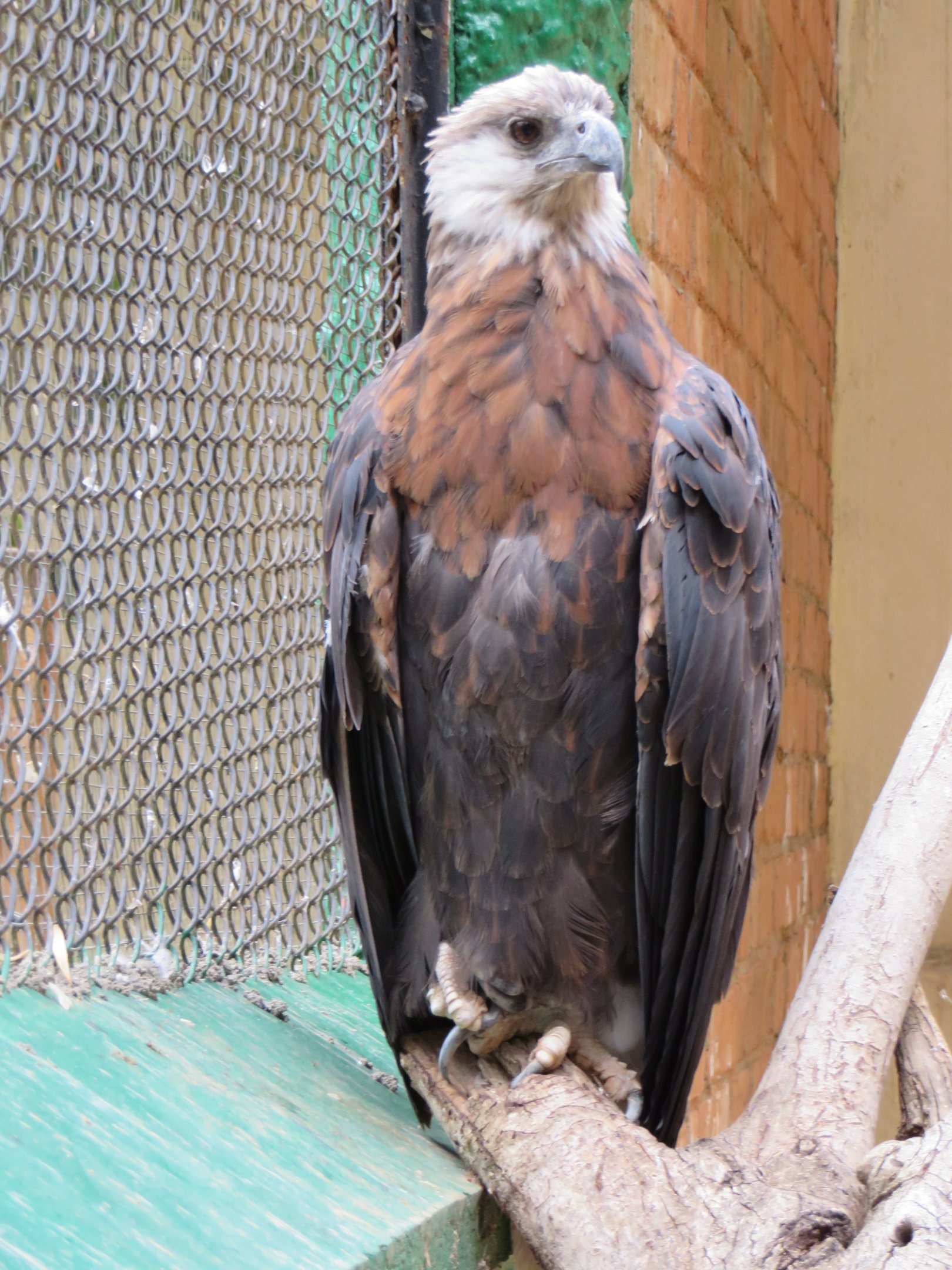 Madagascar fish eagle