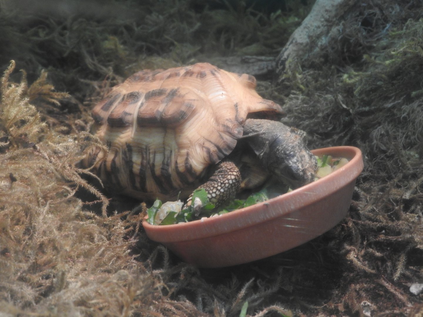 Madagascar Flat-tailed Tortoise