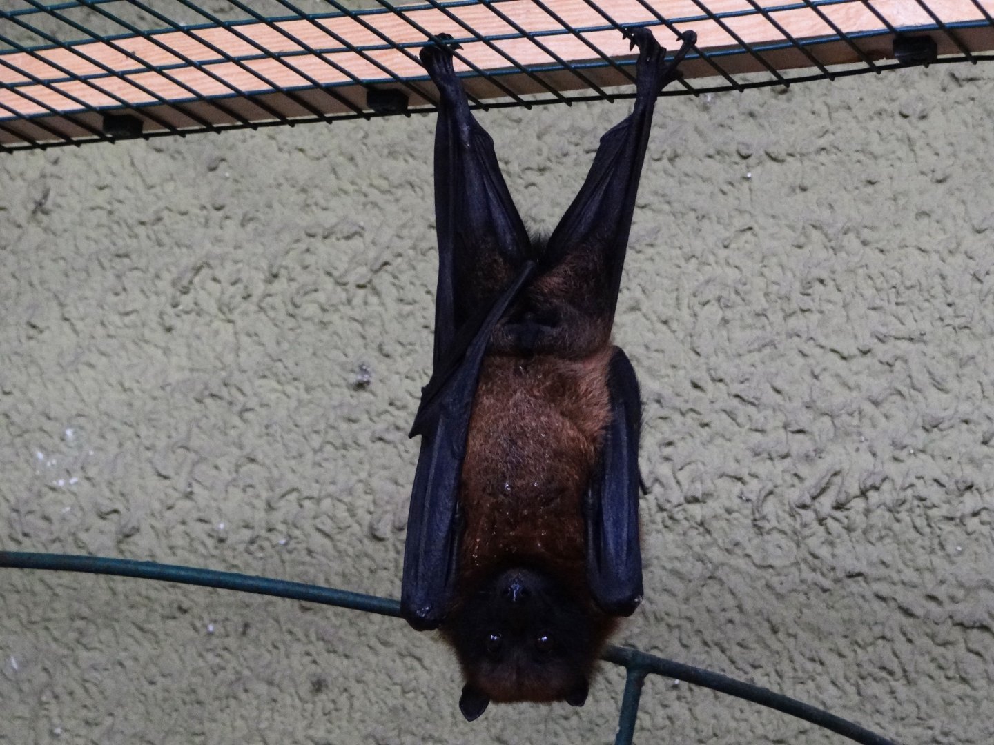 Madagascar Flying Fox (Pteropus rufus)