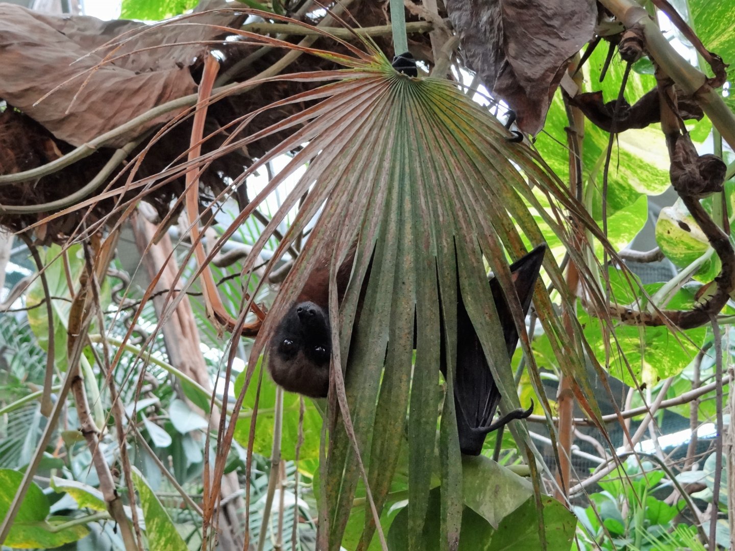 Madagascar Flying Fox (Pteropus rufus)