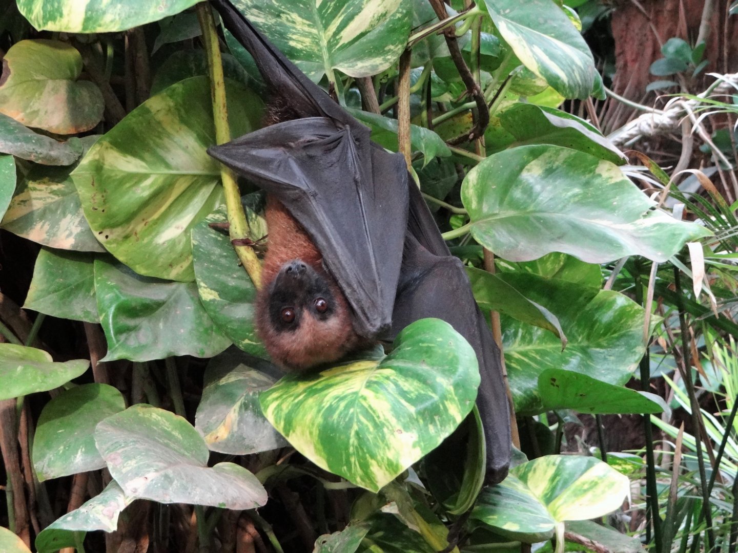 Madagascar Flying Fox (Pteropus rufus)