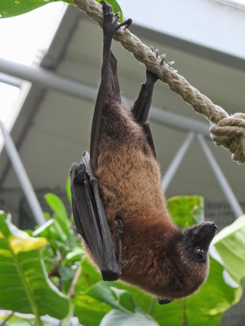 Madagascar Flying Fox (Pteropus rufus)