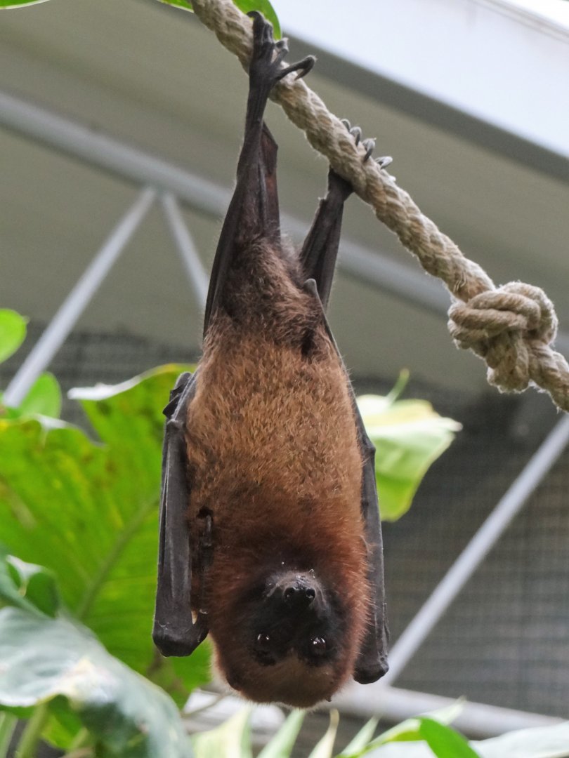 Madagascar Flying Fox (Pteropus rufus)