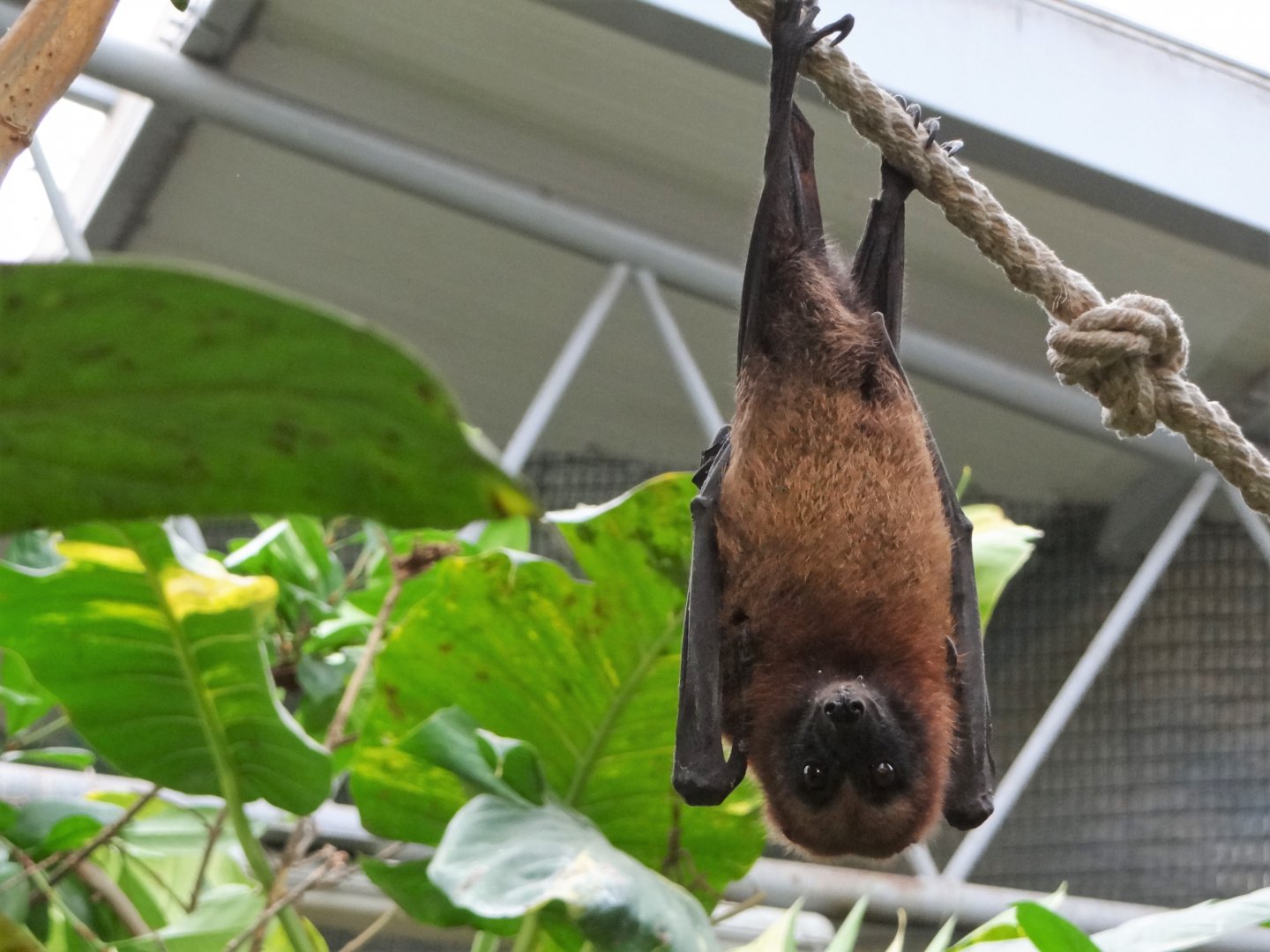 Madagascar Flying Fox (Pteropus rufus)