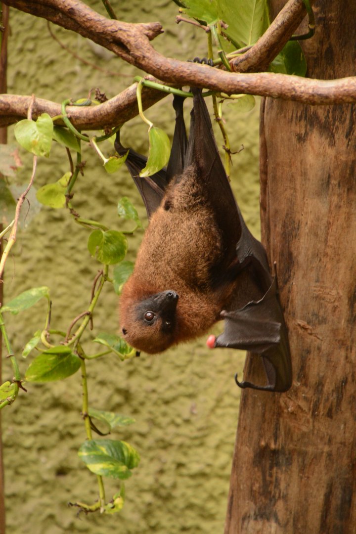 Madagascar Flying Fox