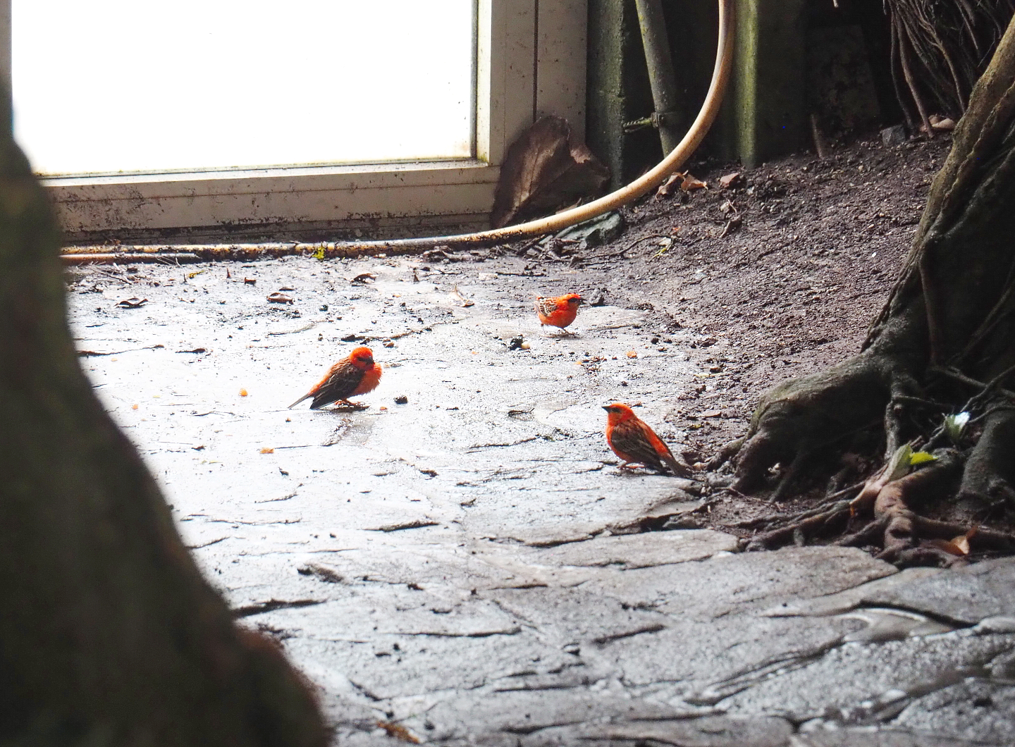 Madagascar fodies (Foudia madagascariensis), 2022-09-15