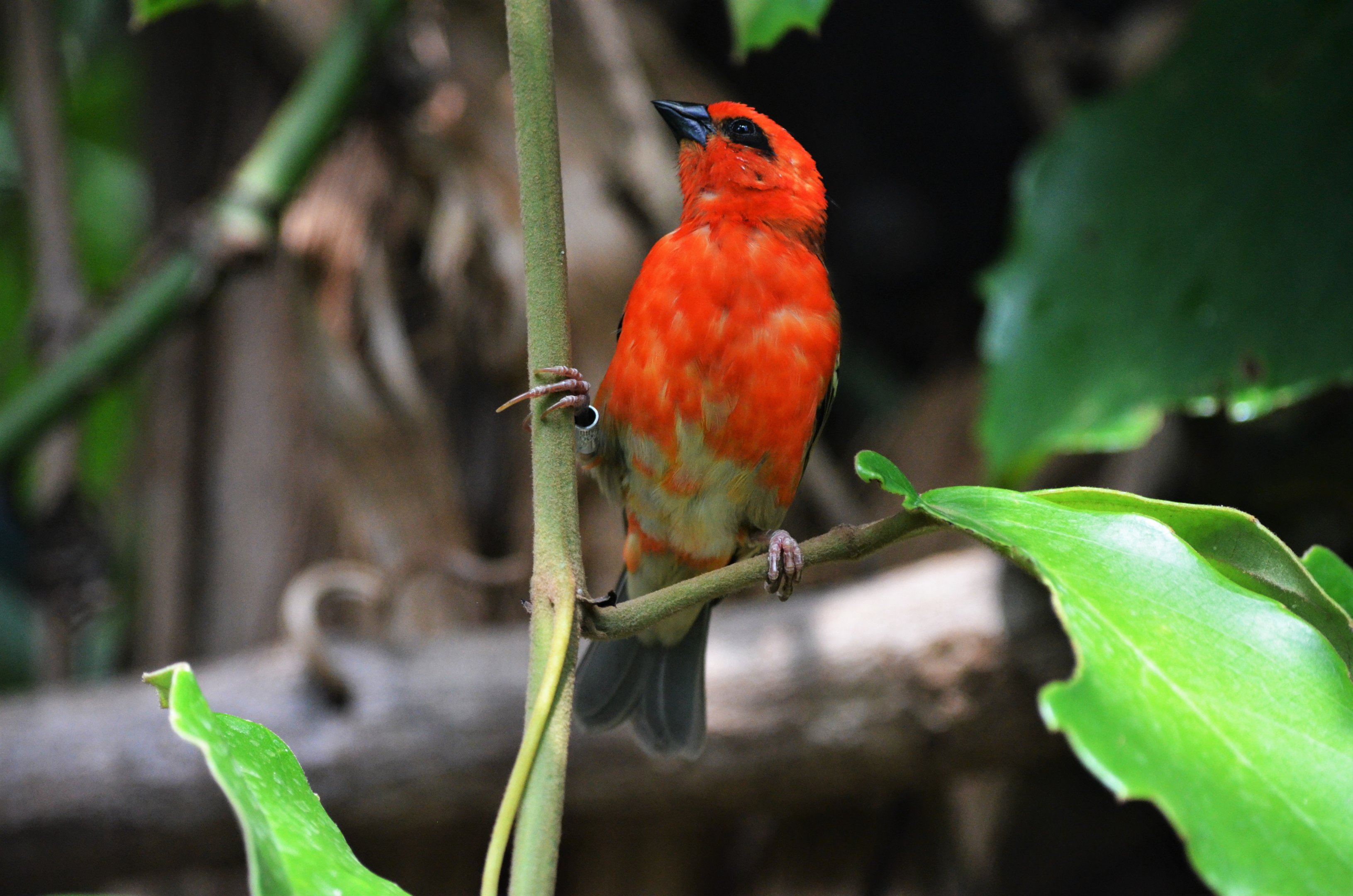 Madagascar Fody at Cotswold WP, 22/04/17