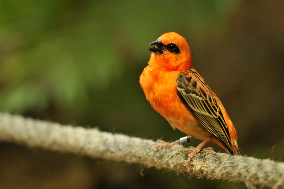 Madagascar fody at Zürich Zoo