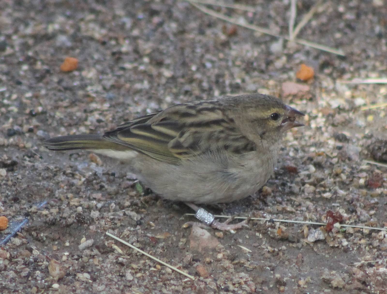 Madagascar fody female