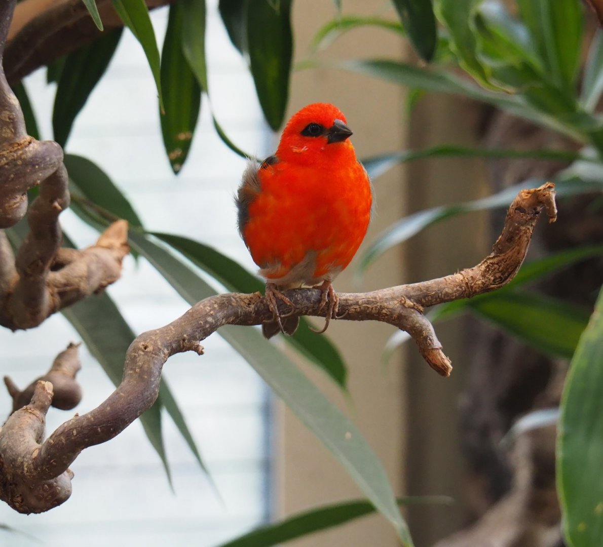 Madagascar fody (Foudia madagascariensis), Feb 27th, 2019