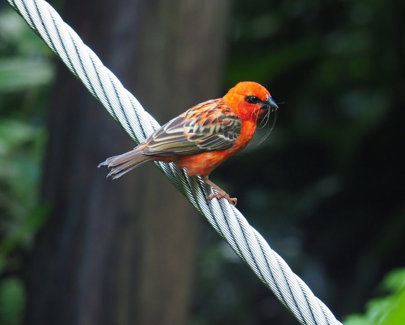 Madagascar fody (Foudia madagascariensis), Sep 16th, 2018