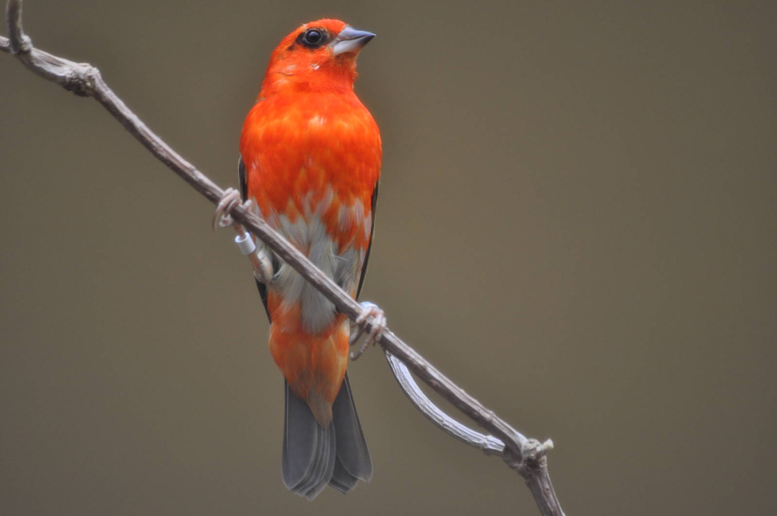 Madagascar Fody - Foudia madagascariensis