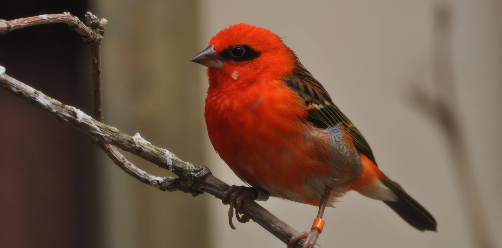 Madagascar Fody - Foudia madagascariensis