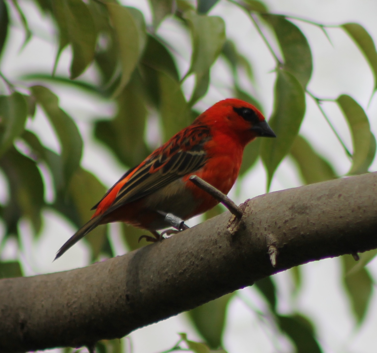 Madagascar fody male