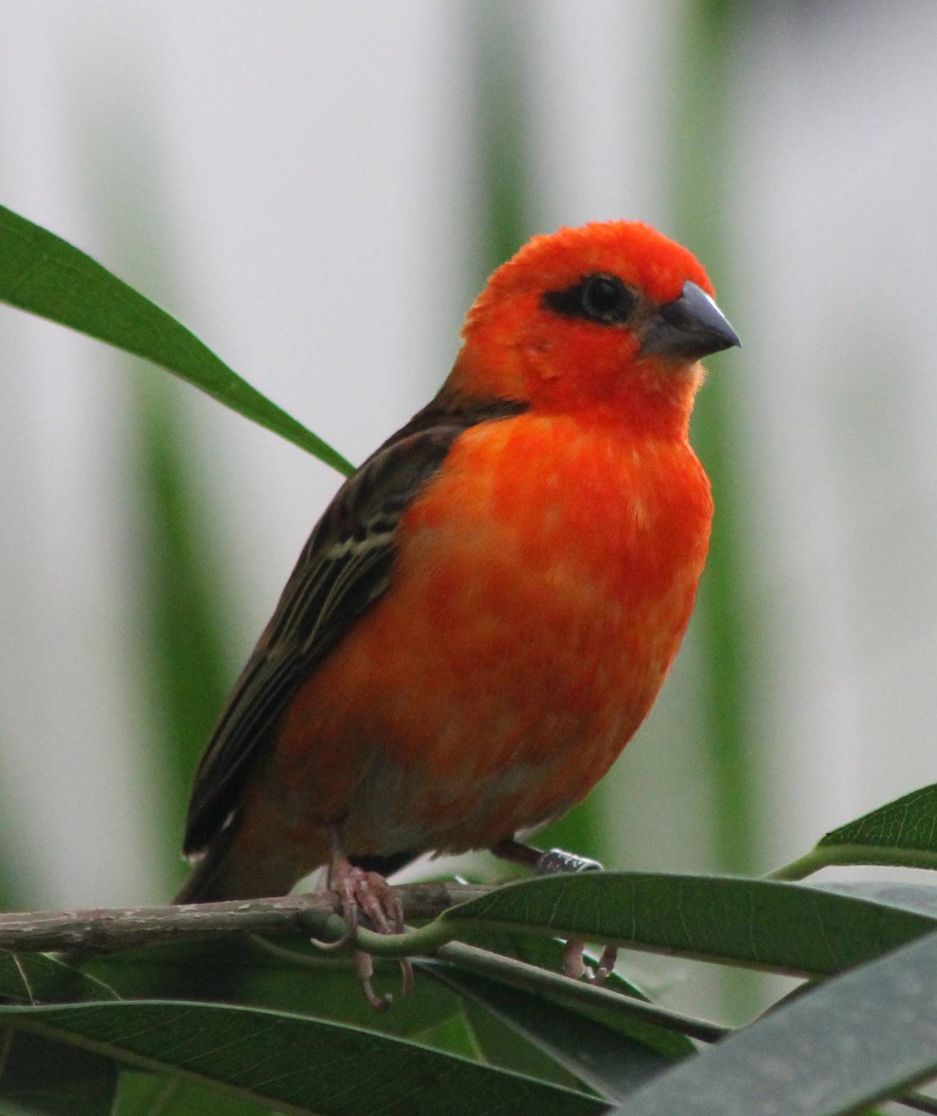 Madagascar fody male