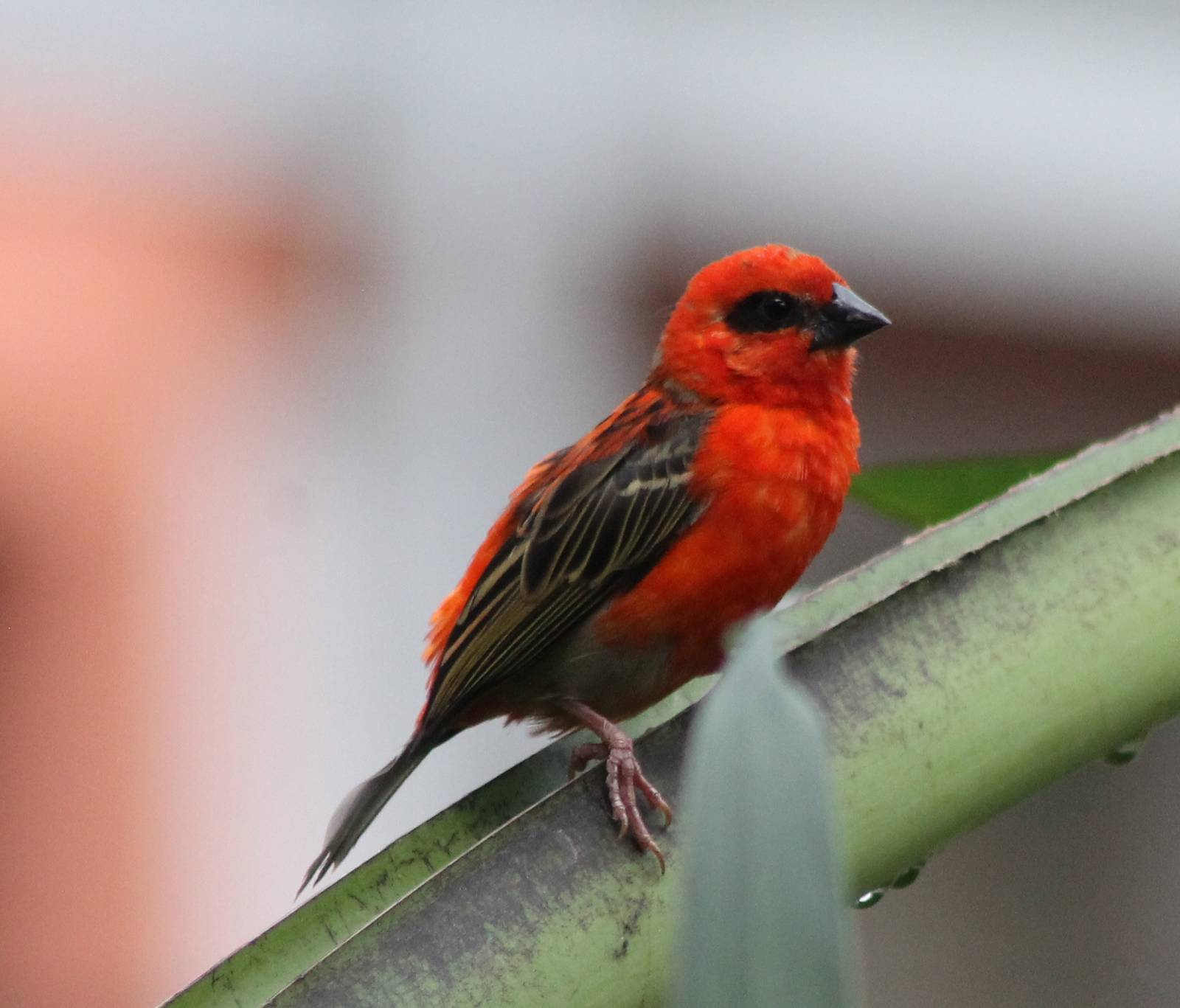 Madagascar fody male