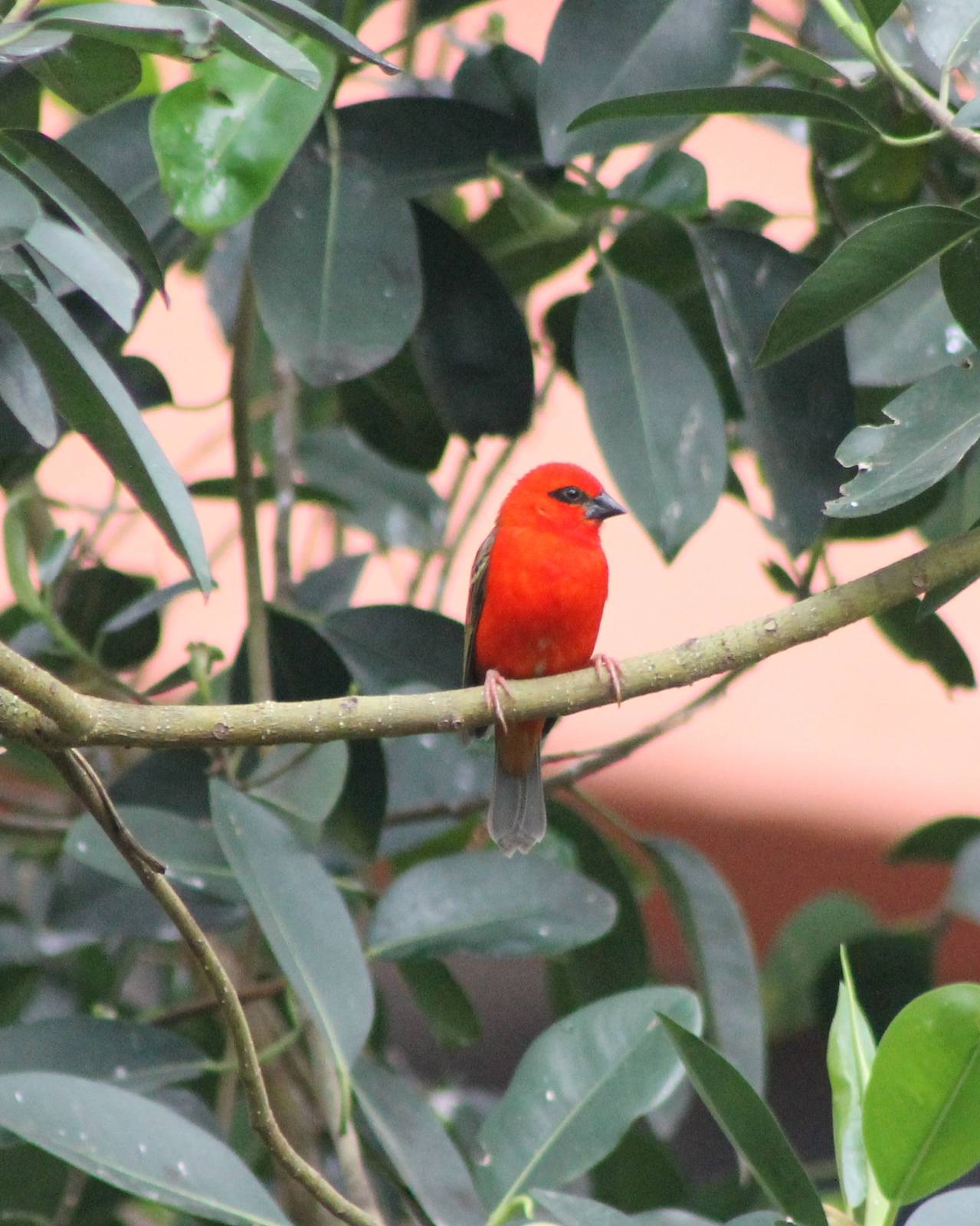 Madagascar fody male