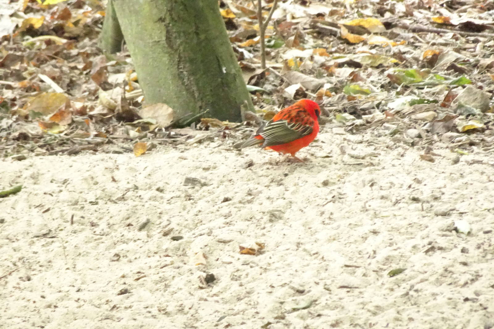 Madagascar Fody, October 2016