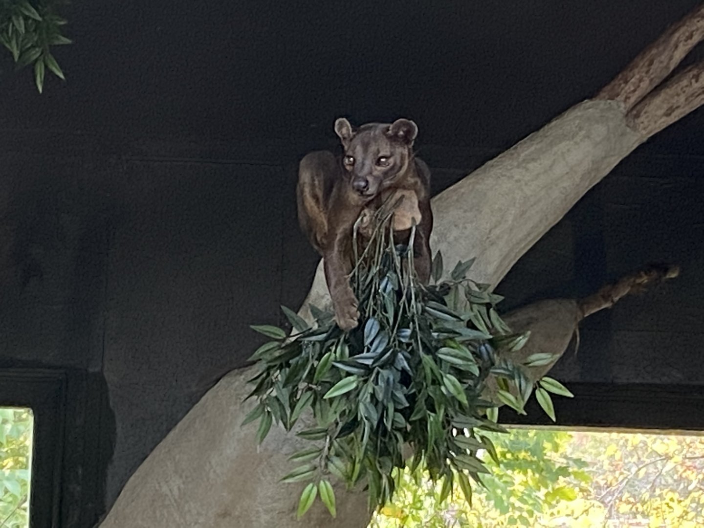 Madagascar - Fossa 081020
