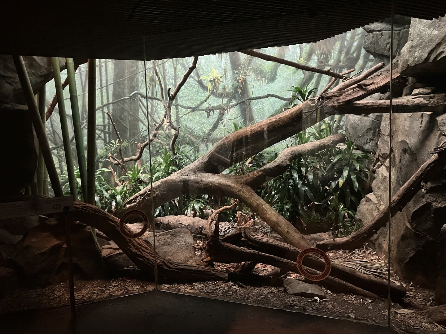 Madagascar - Fossa Exhibit