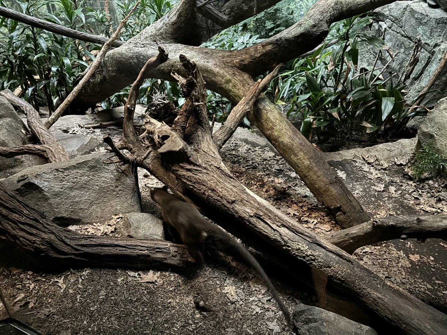 Madagascar!- Fossa Exhibit