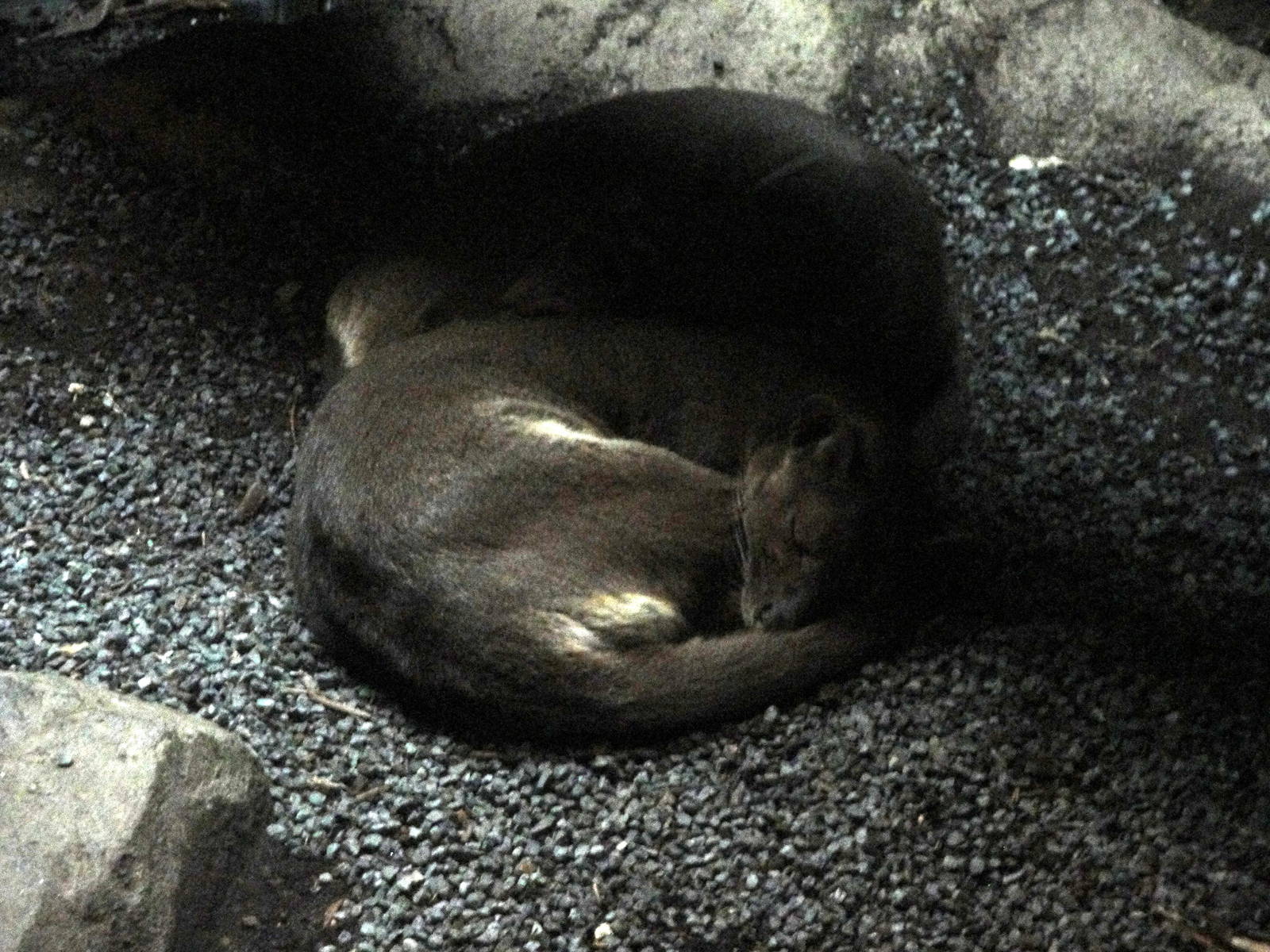 Madagascar - Fossa