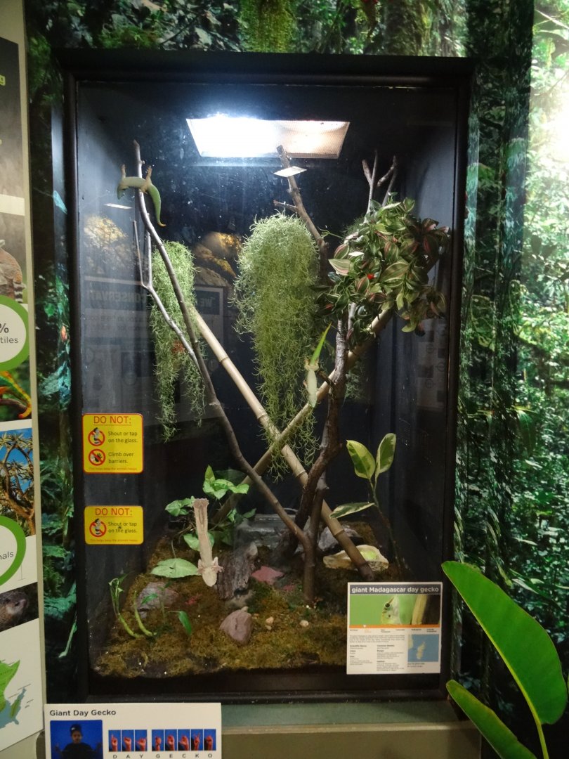 Madagascar Gecko Exhibit